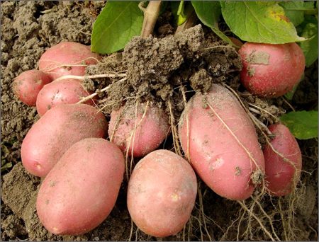 तराईमा मङ्सिरको दोस्रो साता भित्रै हिउँदे आलु रोपिसक्नु पर्ने