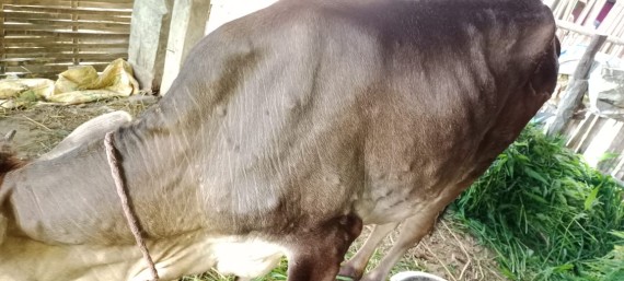 लम्पी स्किन रोगका कारण देशभर २० हजार ७२४ गाईभैँसी संक्रमित