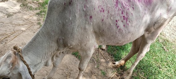 सर्लाहीमा लम्पी स्कीन रोग फैलदै