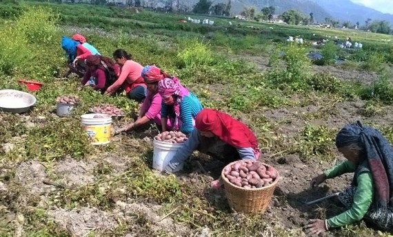 हेमजा आलु महोत्सव–२०७५ को तयारी तीब्र