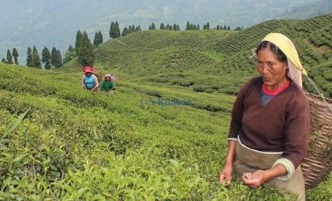 भोकै चिया मजदुर, बगान बन्द-दैनिकी ठप्प