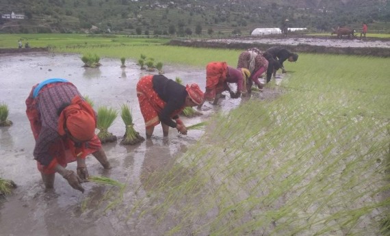 आम्दानी र खर्चको हिसाब राख्दैनन् किसान