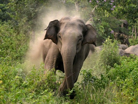 निजगढ बारामा हात्ती आक्रमणबाट ट्रक चालकको मृत्यु 