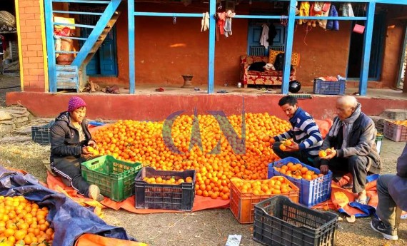 वार्षिक २५ करोडको सुन्तला बेच्दै पर्वत र बागलुङका किसान