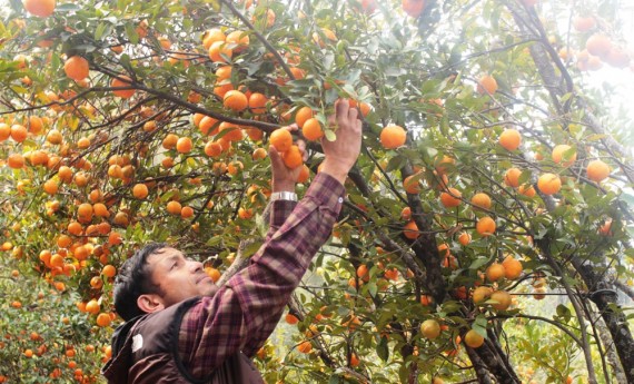 सुन्तला अब राष्ट्रिय फल