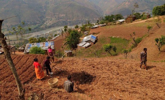 काममा जुटे गाउँ फर्किएकाहरू,उत्पादन बढ्ने आशा