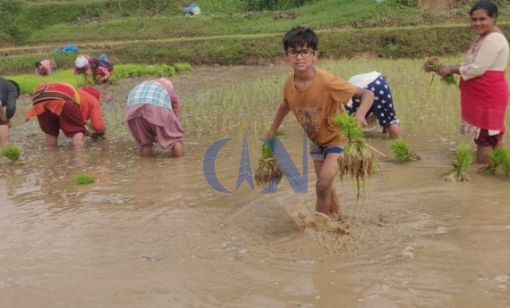 कृषि मन्त्रालय भन्छ, धानमा युरिया होइन, डिएपी मल प्रयोग गर्नुस्