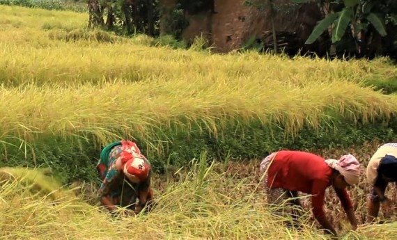 धान खरिदमा सरकारको ढिलाई, मूल्यमा ठगिंदै किसान