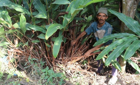 नेपालमा अलैंचीको ५ वटा जात दर्ता हुँदै