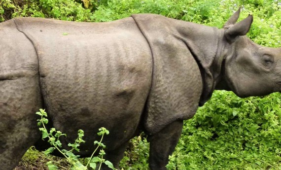 'चोरी शिकारी' गैँडा संरक्षणको मुख्य चुनौती