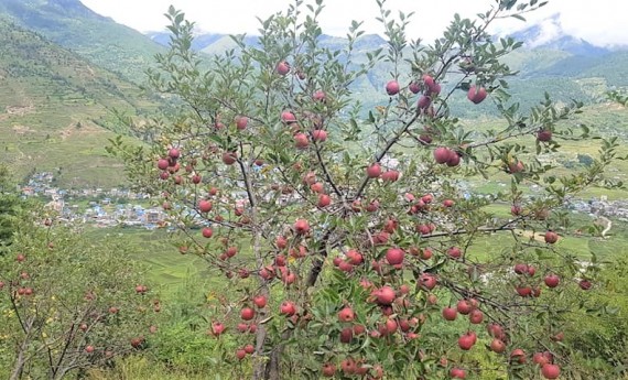 कर्णालीका स्याउ किसान बीमातर्फ आकर्षित