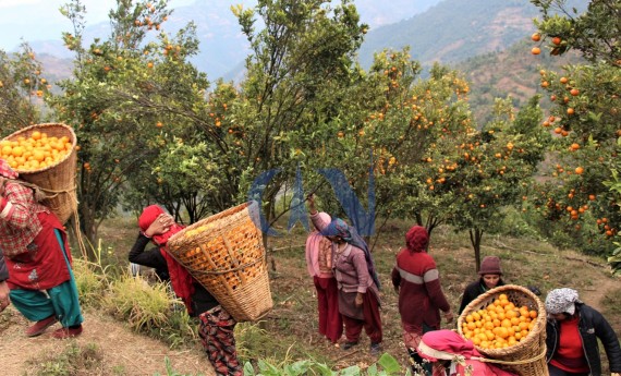 अनि'सुन्तलाबास'भयो पाल्पाको अमलबास गाउँ(अडियोसहित)