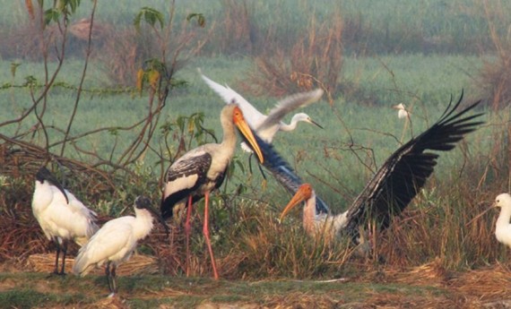 नेपालमा चराको प्रजाति बढ्दै तर सङ्ख्या भने घट्दै