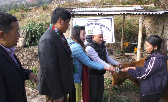 बसाइँ आउनेलाई दुहुनाे गाई उपहार