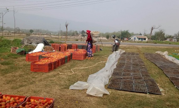 भारतीय तरकारीमा रोक लगाएपछि चितवनमा स्थानीय तरकारी बिक्न थाल्यो