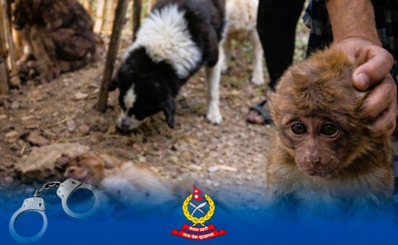 बाँदरलाई अमानवीय व्यवहार गरेको आरोपमा छुप्पु पक्राउ