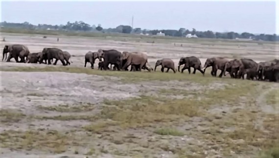 झापा बाहुनडाँगीमा जङ्गली हात्तीको आतङ्क