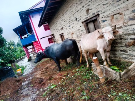 सल्यानको बागचौर गाउँभरि सेतो भैँसीको चर्चा