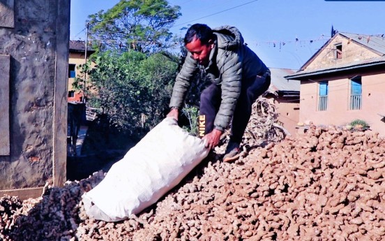 नेपालमा अदुवा र बेसारका तीन–तीन नयाँ जात पत्ता लाग्यो