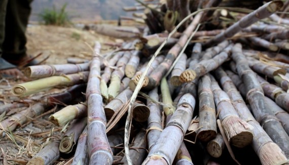 सर्लाहीमा उखु क्रसिङ सम्पन्न, ५८ लाख क्विन्टलभन्दा बढी उखु पेलियो