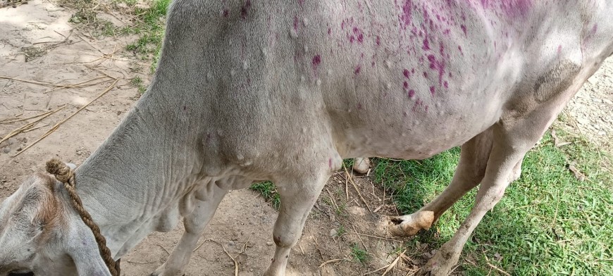 सर्लाहीमा लम्पी स्कीन रोग फैलदै