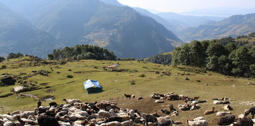 भेंडीगोठ संकटमा