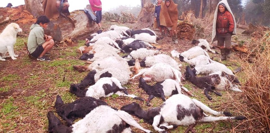 चट्याङ लागेर लम्जुङमा २८ भेडा मरे