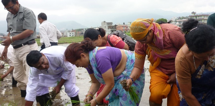 मधेसका किसान भन्छन्ः रोपाई गर्ने बेला भयो धानको बिउ छैन