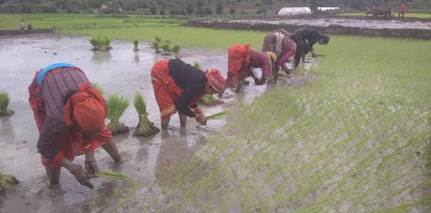 मधेश प्रदेशमा खेतिमा संलग्न ४३ प्रतिशत परिवारलाई खाना अपुग