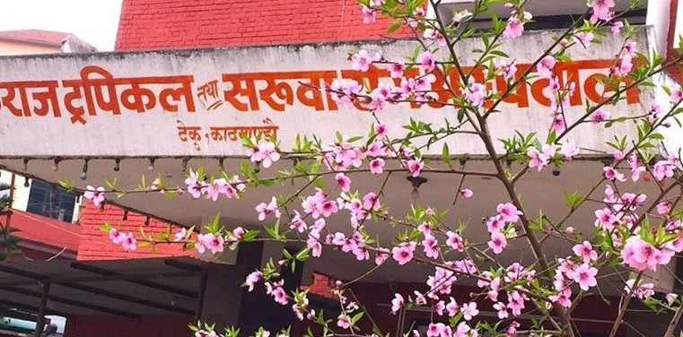 बाढी प्रभावित क्षेत्रमा सर्पको बिगबिगी