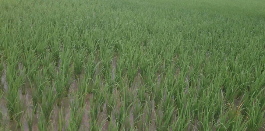 यो वर्ष धान उत्पादन घट्ने