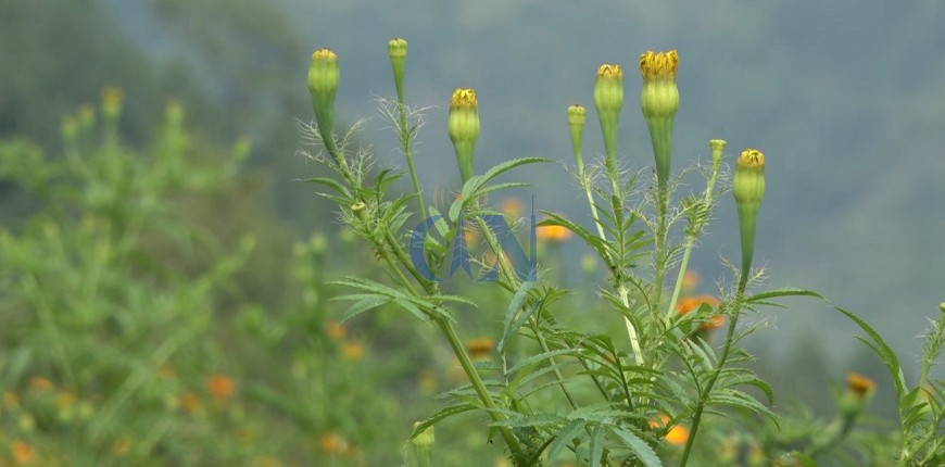 समयमा फुलेन स्थानीय जातको सयपत्री