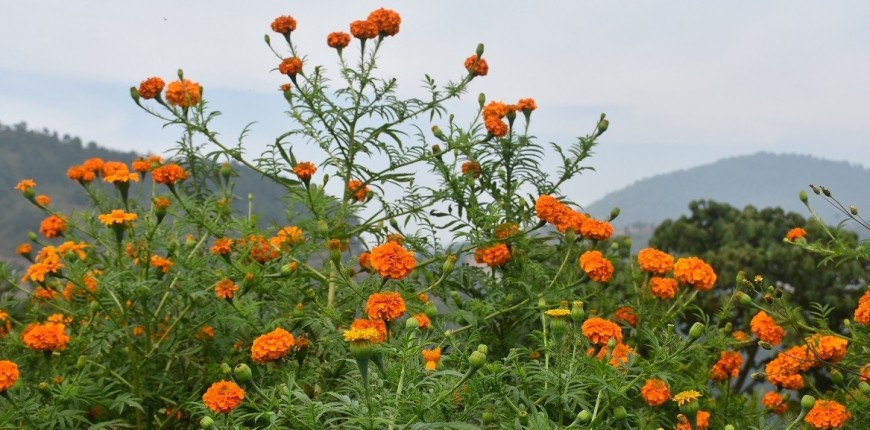 पहिलोपटक व्यावसायीक फूल खेती