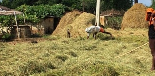 भदैया धानले मूल्य नपाउँदा किसान चिन्तित