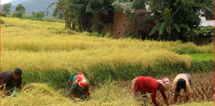 प्यूठानका किसानलाई चैते धान भित्र्याउने चटारो