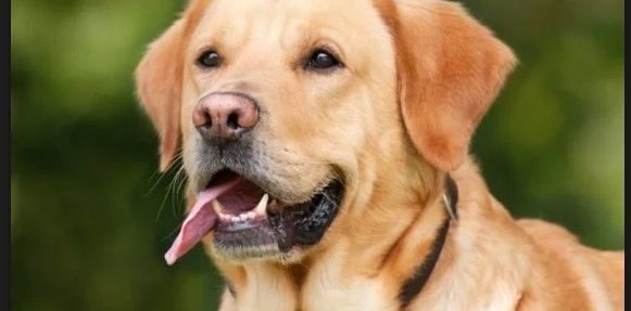 कुकुरले टोकेर एकै दिन १४ जना घाइते