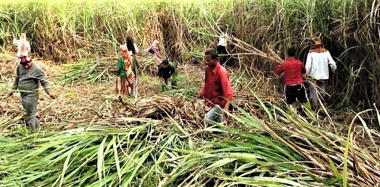 उखुको समर्थन मूल्य ५ सय ४४ रुपैयाँ ३३ पैसा