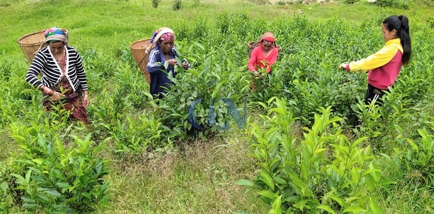 पर्वतको महाशिलामा व्यावसायिक चिया खेती