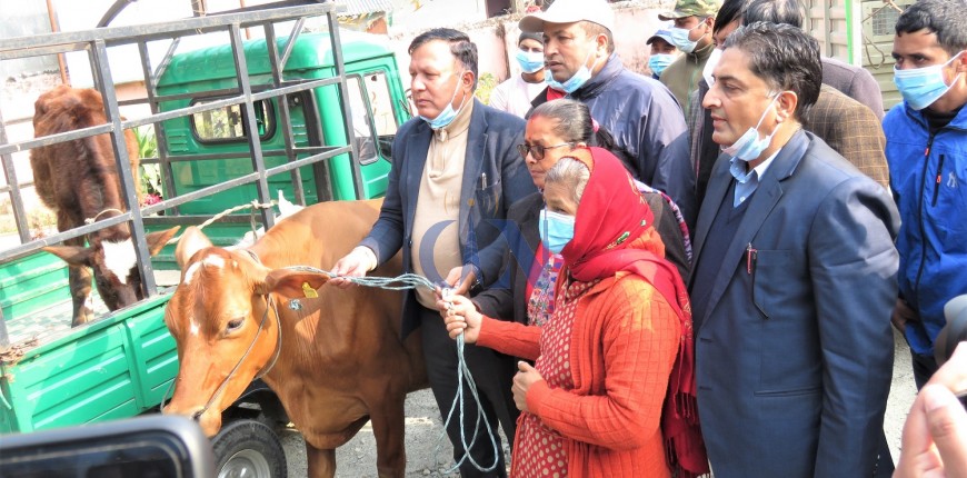 रत्ननगरका विपन्न किसानलाई अनुदानमा गाई वितरण