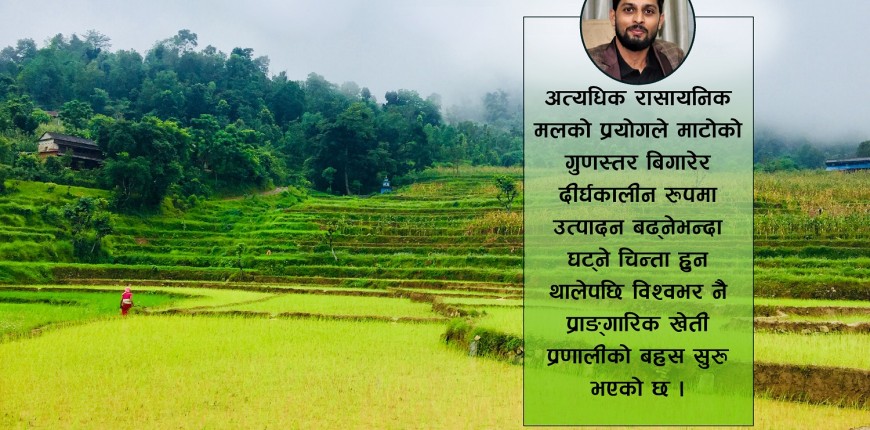 रासायनिक मलले बिगारेको माटो कसरी सपार्ने ? अर्थतन्त्र सुधारमा यसरी बन्नसक्छ कृषि साधक