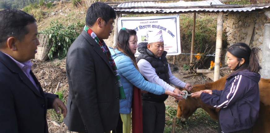 बसाइँ आउनेलाई दुहुनाे गाई उपहार