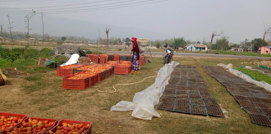 भारतीय तरकारीमा रोक लगाएपछि चितवनमा स्थानीय तरकारी बिक्न थाल्यो