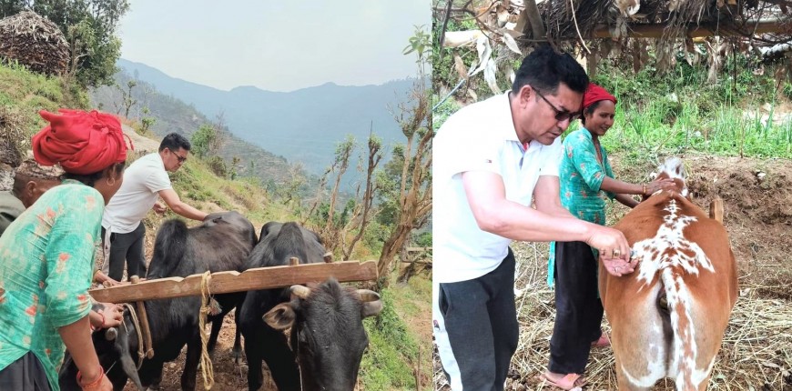 गाईभैँसीमा लम्पी स्किन रोग लागेपछि महोत्तरीका किसान चिन्तित