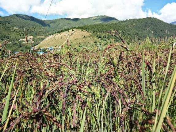 जुम्लामा यस वर्ष मार्सी धानको उत्पादन २० प्रतिशतले बढ्ने अनुमान