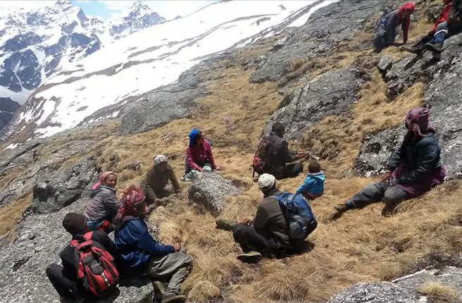 मुगुमा यर्सा सङ्कलन जेठ १३ गतेदेखि खुला गरिने