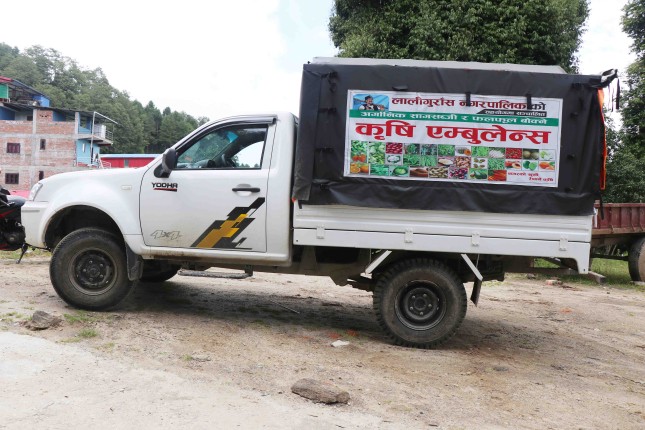 लालीगुराँस नगरपालिकाको पहलः खेतमै पुगेर अर्गानिक तरकारी तथा फलफूल सङ्कलन 