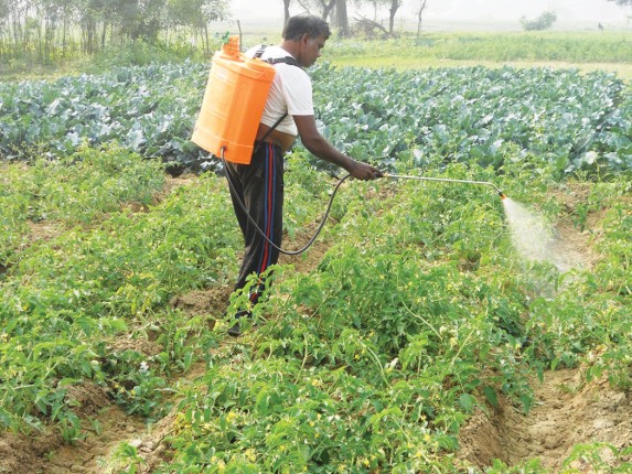 तरकारी र फलफुलमा विषादीको मात्रा ९५ प्रतिशतभन्दा कम, खान मिल्ने तर विषादीको प्रयोग घटाउनुपर्नेमा विज्ञको जोड  