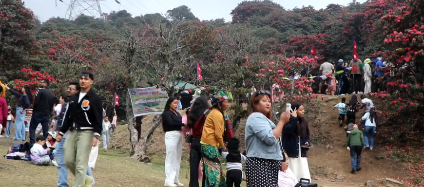 तिनजुरे–मिल्के–जलजले क्षेत्रमा पर्यटकको घुइँचो, गुराँस संरक्षणमा कडाइ