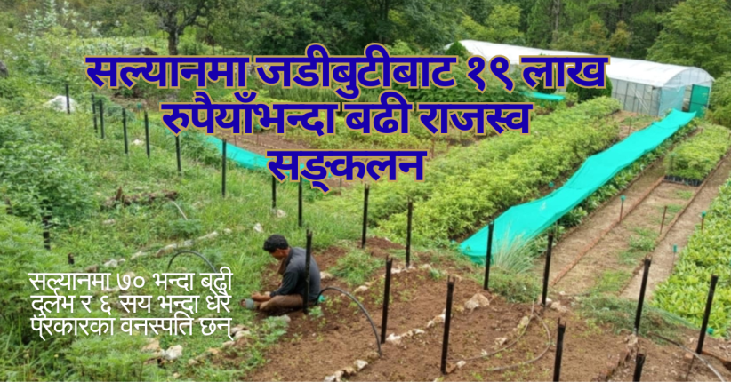 सल्यानमा जडीबुटीबाट १९ लाख रुपैयाँभन्दा बढी राजस्व सङ्कलन
