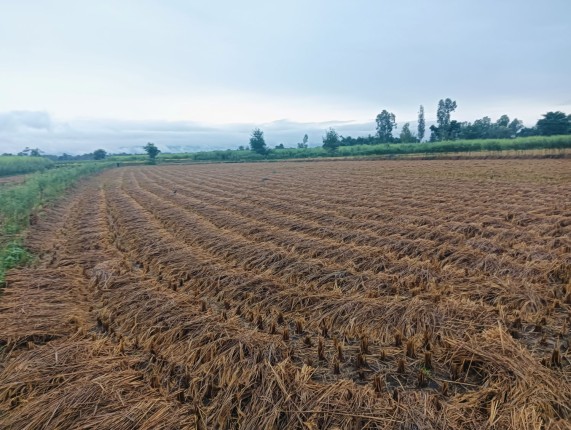 सुकाइराखेको पाँजा र काट्न ठिक्क भएको धान भिजेपछि किसान चिन्तामा 